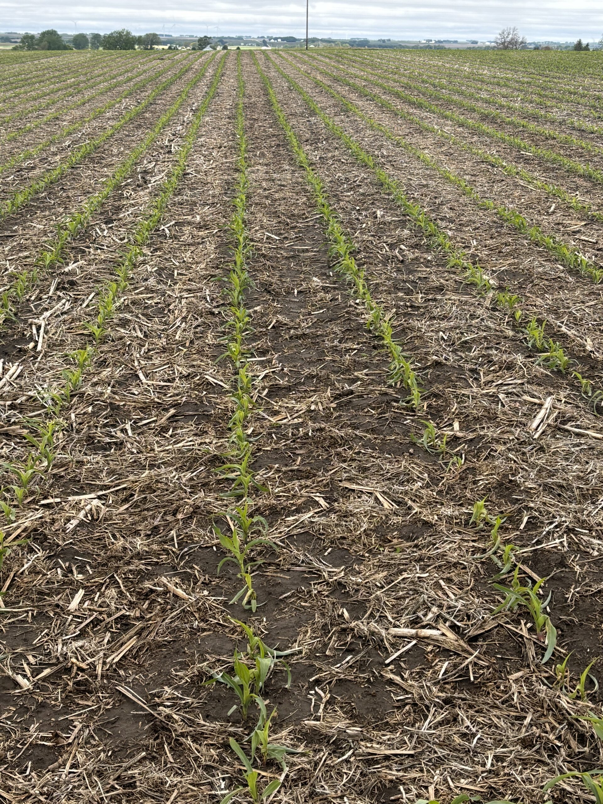 may 21st corn